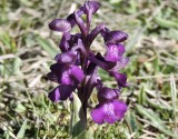 Gknycklar - Orchis morio .jpeg