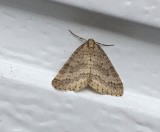 Mindre frostmtare - Operophtera brumata.jpeg