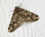 Svartbandad frostmtare - Agriopis leucophaearia.jpeg