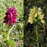 Adam och Eva - Dactylorhiza sambucina .jpg