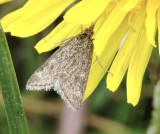 Kovallmott - Anania fuscalis.jpeg