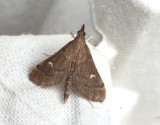 Punktsmalmott - Dolicharthria punctalis.jpeg