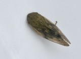 Aphrophora salicina.jpeg