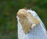 Buskringspinnare - Malacosoma neustria.jpeg