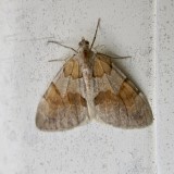 Brunbandad fltmtare - Pennithera firmata.jpeg