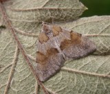 Brunbandad fltmtare - Pennithera firmata.jpeg
