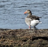 Greylag Geese -  Grgss.jpg.JPG