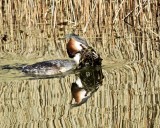 Great crested Grebe - Skggdopping.jpeg