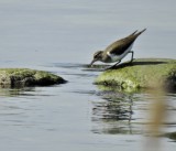 Drillsnppa - Common Sandpiper.jpeg