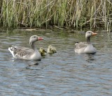 Greylag - Grgs.jpeg