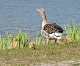 Greylag - Grgs.jpeg