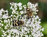 Trichius fasciatus - Humlebagge  .jpg