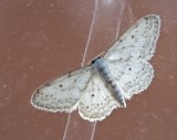 Rislvmtare - Idaea seriata.jpeg