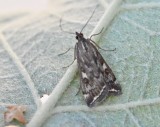 Betmott - Loxostege dicticalis. jpg