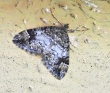 Trubbvinklad fltmtare - Dysstroma truncata.jpeg