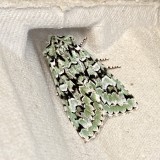 Grnt ekfly - Griposia aprilina. jpg
