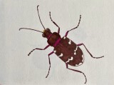 Brun sandjgare - Cicindela hybrida.jpeg