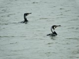 Great Cormorant - Storskarv.jpeg
