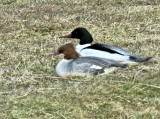 Storskrake - Goosander.jpeg