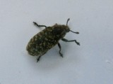 Rhinocyllus conicus - Krumnosvivel.jpeg