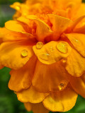 Flowers and Nature