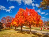 Trees I Have Known
