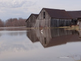 Grande_Aigrette_P_DSC05330.jpg