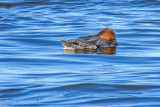 Common Merganser