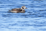 Long-tailed Duck