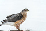 Coopers Hawk  