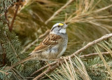 White-throated Sparrow