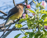 Cedar Waxwing (2 photos)