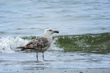 Great Black-backed Gull