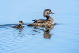 Wood Ducks