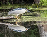 Black-crowned Night Heron