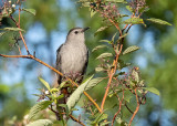 Gray Catbird