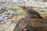 Northern Flicker