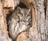 Eastern Screech Owl  (3 photos)