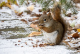 Red Squirrel