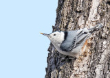 White-breasted Nuthatch