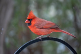 Northern Cardinal