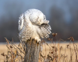 Snowy Owl    (2 photos)