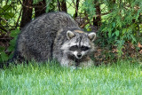 Raccoon   (2 photos)
