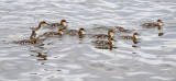 Common Merganser Family   (4 photos)