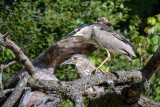 Black-crowned Night Herons - juveniles