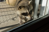 Raccoons   (2 photos)