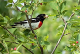 Rose-breasted Grosbeak