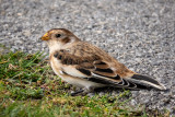 Snow Bunting