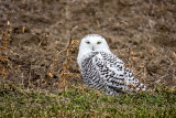Snowy Owl - Female