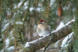 Common Redpoll